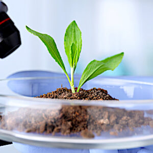 recherche plantes biotechnologies