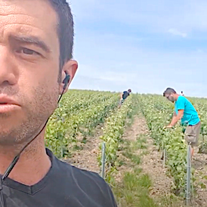 relevage des vignes