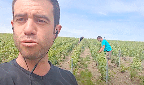 Quand les vignes poussent, le relevage s’impose
