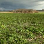 En Haute-Marne, quatre céréaliers recherchent un berger sur site agrivoltaïque