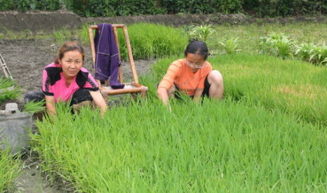 Et si la Chine inventait l’agriculture délocalisée ?