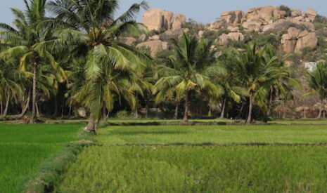 Bien nourrir 1,3 milliard d’Indiens d’ici 2020