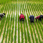 Faim dans le monde, les mauvaises nouvelles s’accumulent
