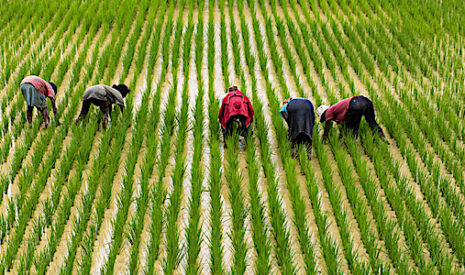 Faim dans le monde, les mauvaises nouvelles s’accumulent
