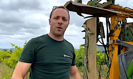 Ecimage et rognage de la vigne