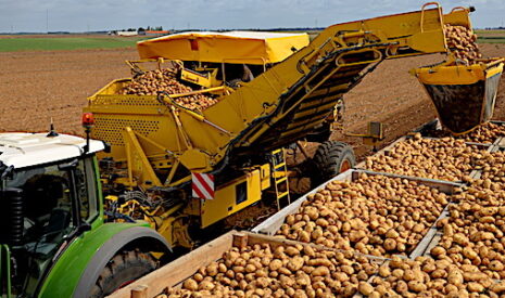 Sima 2019, déchargement des pommes de terre en continu
