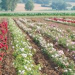 Lyon, capitale de la culture des roses
