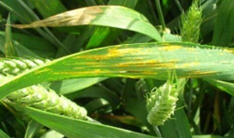 Les observations de rouille jaune s&rsquo;accélèrent