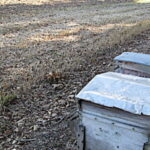 Abeilles, et si agriculteurs et apiculteurs s’écoutaient ?
