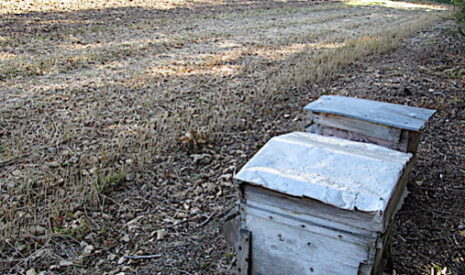 Abeilles, et si agriculteurs et apiculteurs s’écoutaient ?