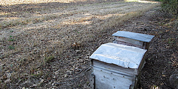 ruches abeilles champ agricole