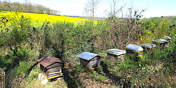 ruches abeilles fleurs