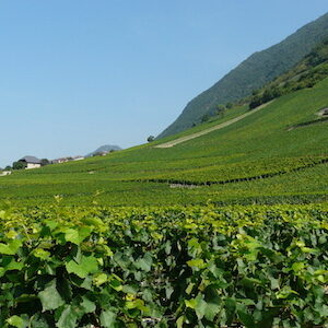 savoie viticulture