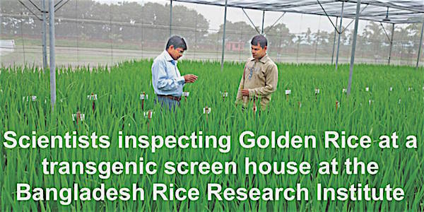 scientifiques inspectant riz dor