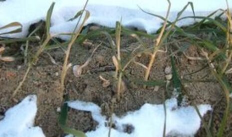 Dégâts de gel : l’heure des premiers constats dans le Sud-Ouest