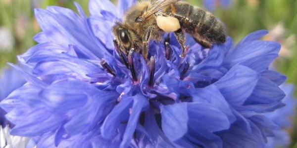 semaine europeenne abeille picture 530x350px