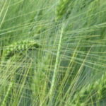 Ces semences agricoles que l’on veut priver de recherche