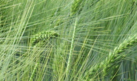 Ces semences agricoles que l’on veut priver de recherche