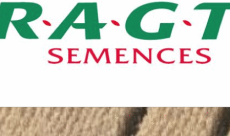 Six nouvelles variétés de blé tendre RAGT Semences recommandées par les meuniers à l’ANMF