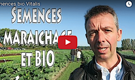 A la découverte des semences maraichères bio