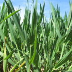 Une offre climatique abondante assure un démarrage rapide des semis de céréales