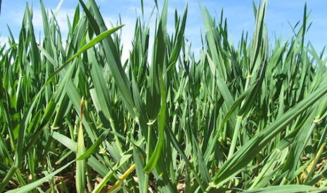 Céréales, attendre la reprise de croissance pour les premiers apports azotés