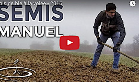 Semis de blé à la volée, sans tracteur ni semoir !