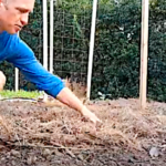 Semis de novembre au potager