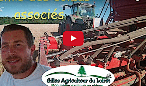 Semis de colza associé avec féverole, sarrasin et trèfle