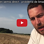 Premier essai en semis direct, un problème de limaces à régler