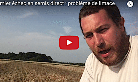 Premier essai en semis direct, un problème de limaces à régler