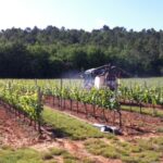 Le service « Evidence » de BASF Agro se décline en « Evidence à la vigne »