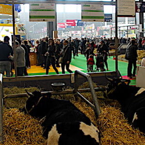 sia 2019