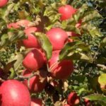 Redécouvrez tous les bienfaits d’un apport de silice