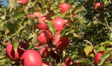 Redécouvrez tous les bienfaits d’un apport de silice