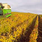 Comment enrichir et maintenir le sol dans un domaine viticole de champagne