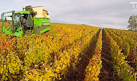 Comment enrichir et maintenir le sol dans un domaine viticole de champagne