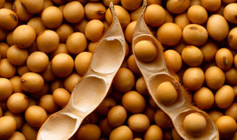 Exportations de soja décevantes en septembre au Brésil