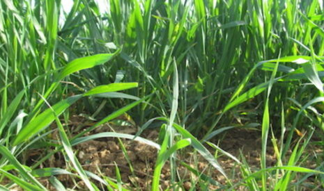 La directive européenne sur la protection des sols est enterrée