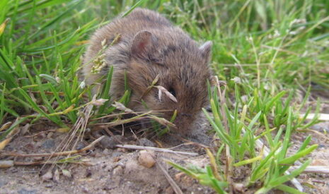 L’année du rat