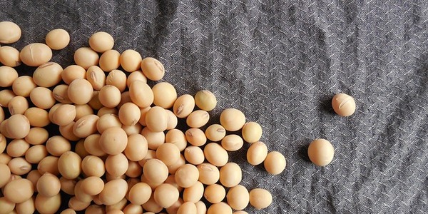 soybeans 182294 640