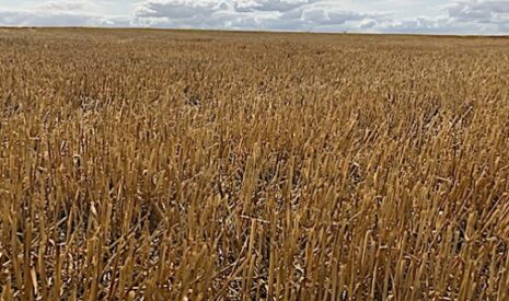 Le revenu agricole 2019 en baisse, surtout chez les céréaliers, les viticulteurs, et les éleveurs de bovins viande