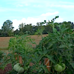 Pourquoi il faut étêter les tomates à la mi-août