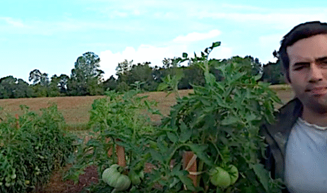 Pourquoi il faut étêter les tomates à la mi-août