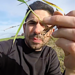 Fertilisation du blé en Indre-et-Loire