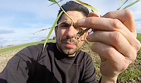 Fertilisation du blé en Indre-et-Loire
