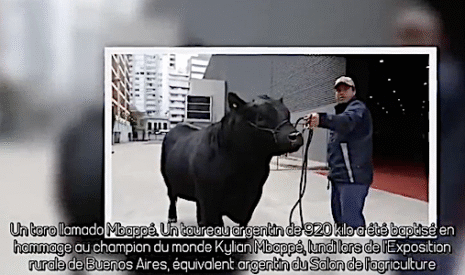 Insolite, des éleveurs argentins nomment leur meilleur taureau Mbappé