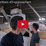 L’engraissement des taurillons avant l’export
