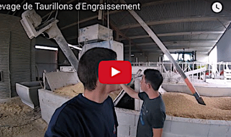 L’engraissement des taurillons avant l’export