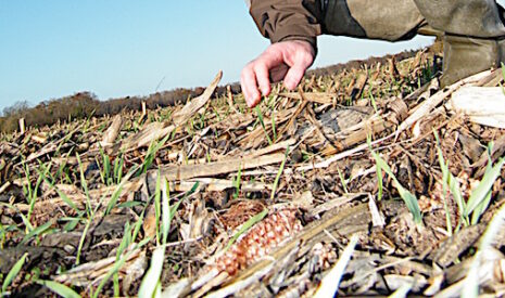 Les adeptes des TCS sont-ils menacés par la fin du glyphosate ?